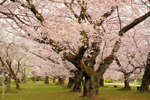 cherry blossoms in full blooming