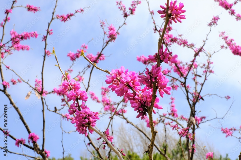 Cercis chinensis in full blooming Cercis chinensis in full blooming