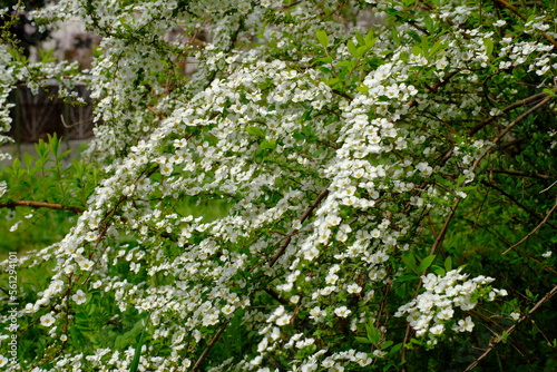 Spiraea thunbergii in full blooming
