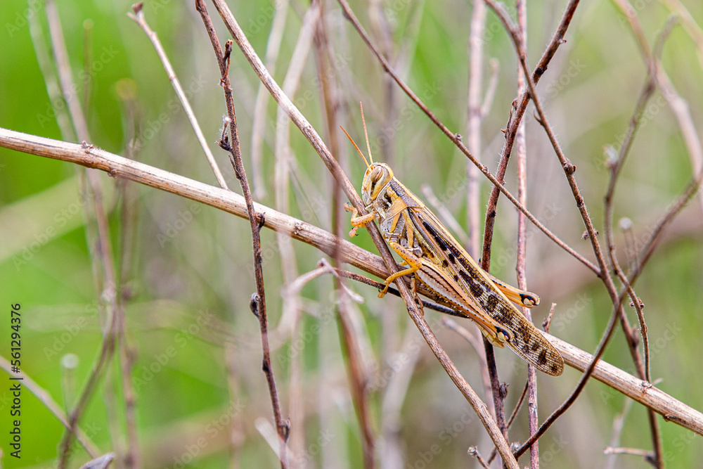 grasshopper sitting on a blade grasshopper sitting on a blade