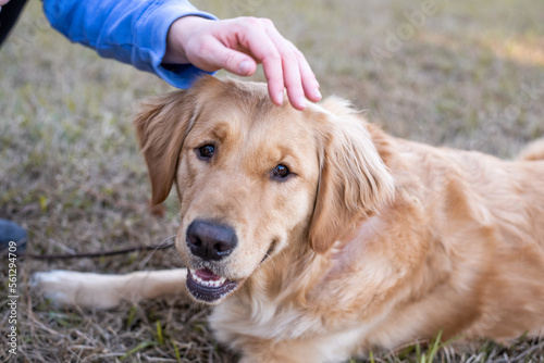 Golden Retriever dog enjoying outdoors. Happy dog being petted by owner. Close up of friendship. 
