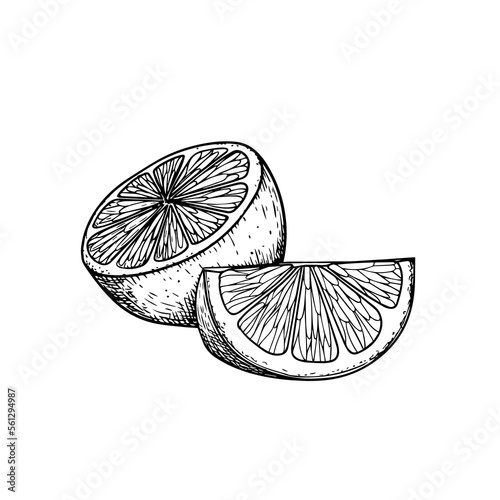 Hand drawn sketch style lemons. Retro illustration of tropical citrus fruit. Best for menu and package designs. Vector illustration.