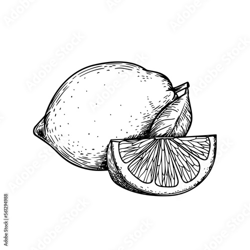 Hand drawn sketch style lemons. Retro illustration of tropical citrus fruit. Best for menu and package designs. Vector illustration.