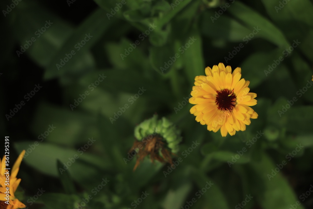 Calendula orange Flower in garden, close up macro. Blooming marigold flowering plant. Medicinal Calendula herb Calendula orange Flower in garden, close up macro. Blooming marigold flowering plant. Medicinal Calendula herb