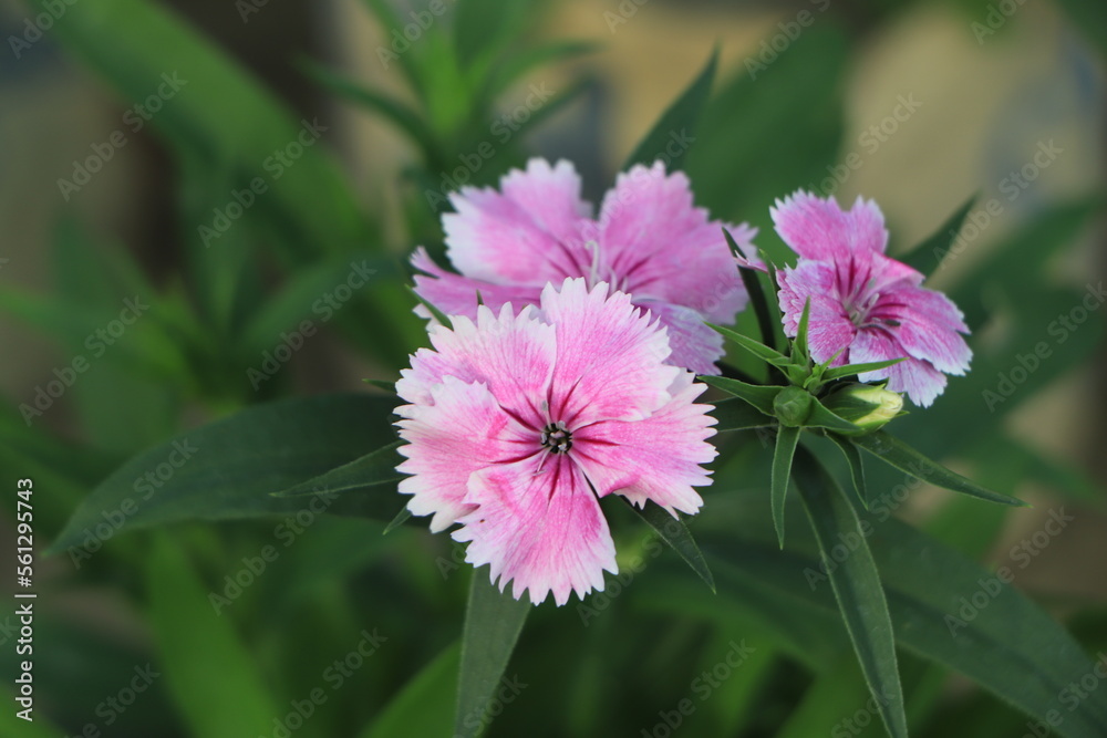 Fototapeta premium Dianthus plumarius or cultivar 