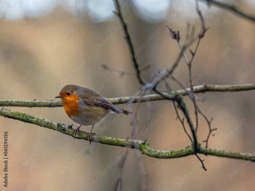 Wildlife in UK ducks Robins and Grey Squirrels by lake in winter scene Wildlife in UK ducks Robins and Grey Squirrels by lake in winter scene