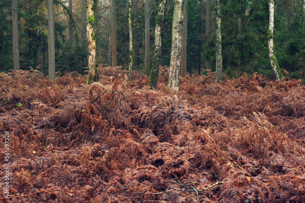 Withered brown ferns in forest landscape with silver birch trunks.
