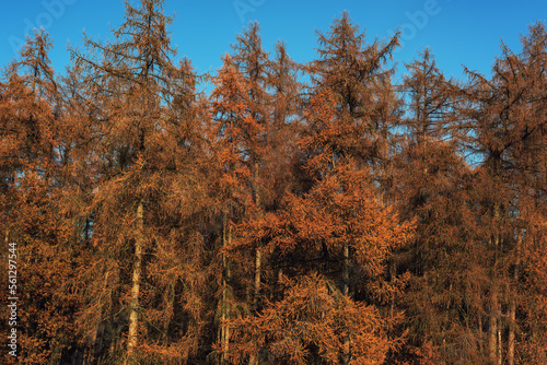 Brown colored fir trees under a clear blue sky during autumn.
