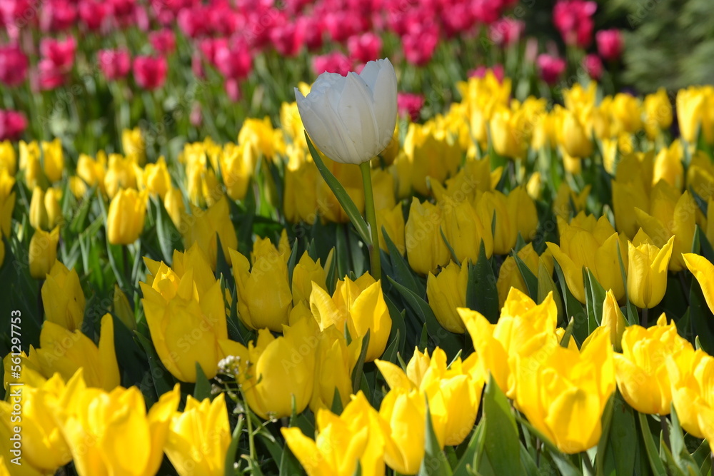 Obraz premium tulip