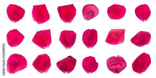 Fototapeta Naklejka Na Ścianę i Meble -  Collection of rose flower petals isolated on transparent background	