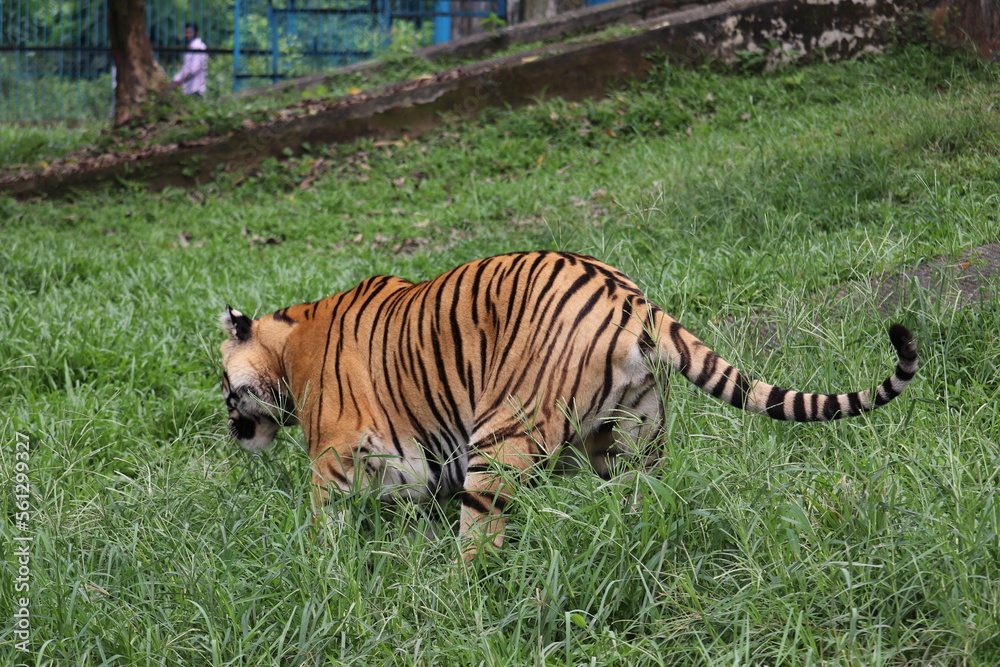 Fototapeta premium Amazing tiger in the national zoo of Bengal.
