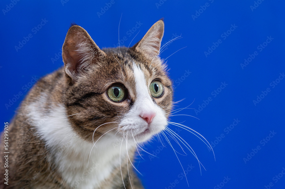 The surprised kos looks with large green eyes. Cat on a blue background blank for advertising. Attention concept. Funny cat. The surprised kos looks with large green eyes. Cat on a blue background blank for advertising. Attention concept. Funny cat.