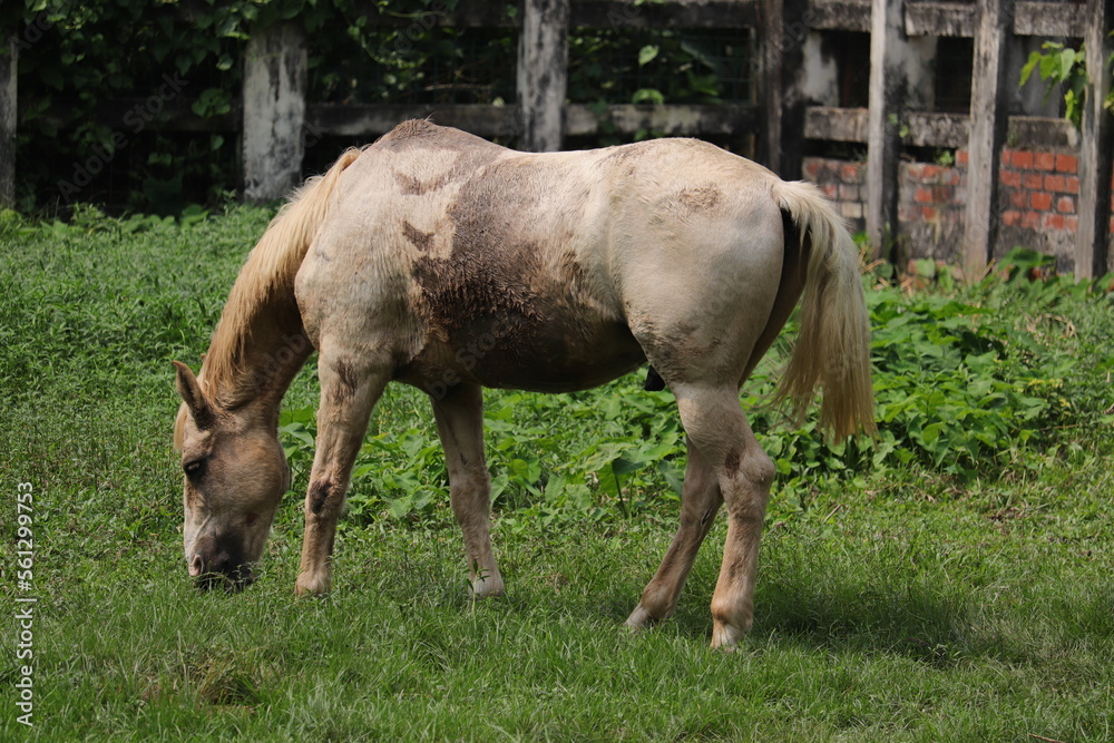 Fototapeta premium Amazing white hourse at the zoo in Dhaka Bangladesh