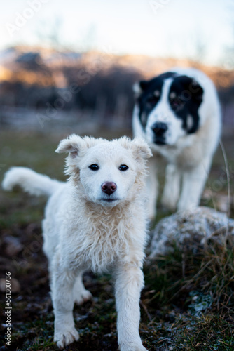 A cute Central Asian Shepherd alabay dog with a puppy on the meadow road in the countryside