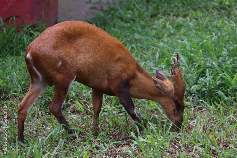 Fototapeta premium Barking deer at the zoo of Bangladesh