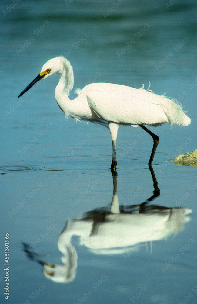 Aigrette garzette, .Egretta garzetta , Little Egret Aigrette garzette, .Egretta garzetta , Little Egret