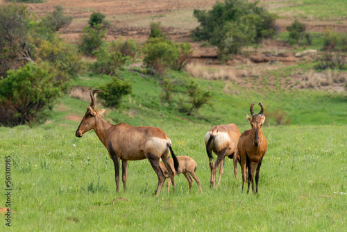 Bubale caama, Parc national du Pilanesberg, Afrique du Sud