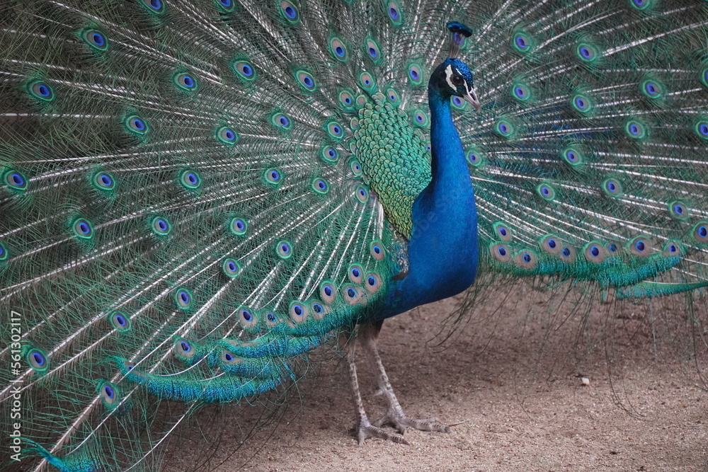 Obraz premium インドクジャク