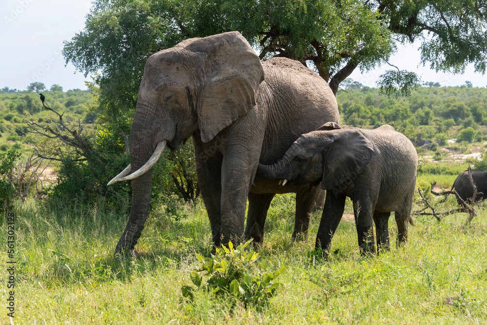 Fototapeta premium Éléphant d'Afrique, Loxodonta africana, Parc national Kruger, Afrique du Sud