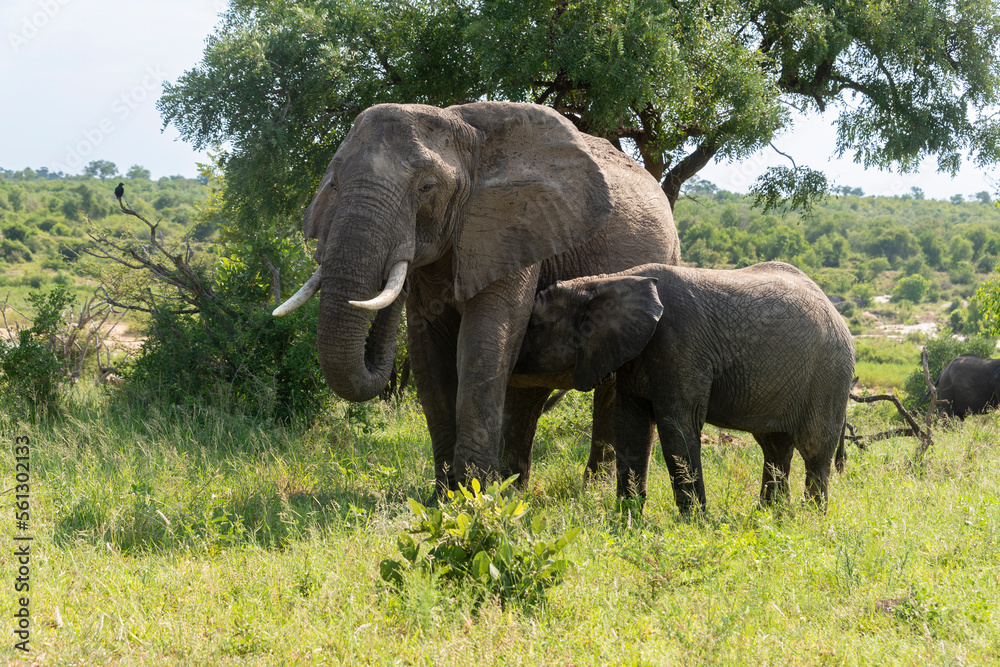 Fototapeta premium Éléphant d'Afrique, Loxodonta africana, Parc national Kruger, Afrique du Sud