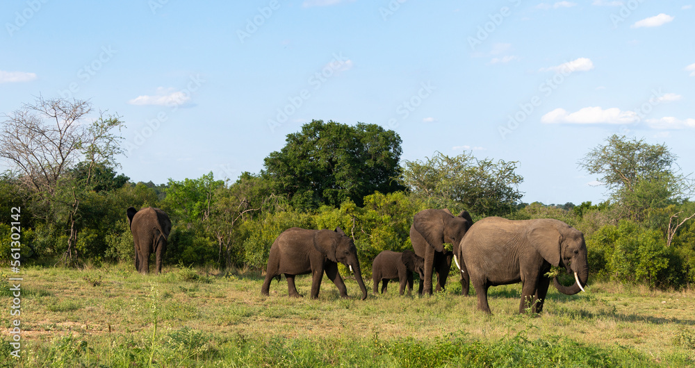 Éléphant d'Afrique, Loxodonta africana, Parc national Kruger, Afrique du Sud