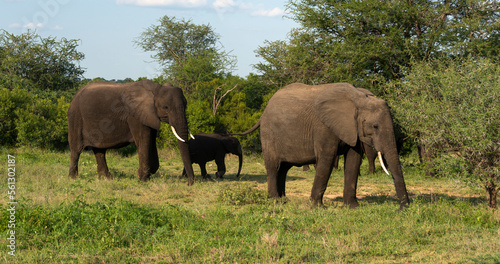 Éléphant d'Afrique, Loxodonta africana, Parc national Kruger, Afrique du Sud