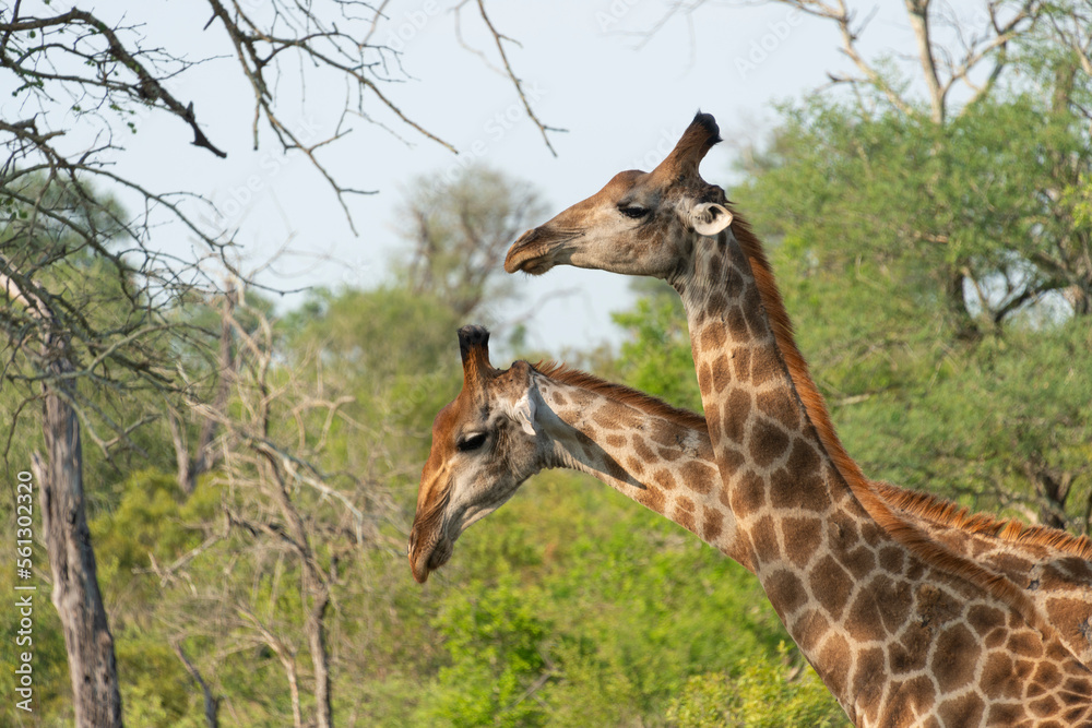 Obraz premium Girafe, Giraffa Camelopardalis, Parc national Kruger, Afrique du Sud