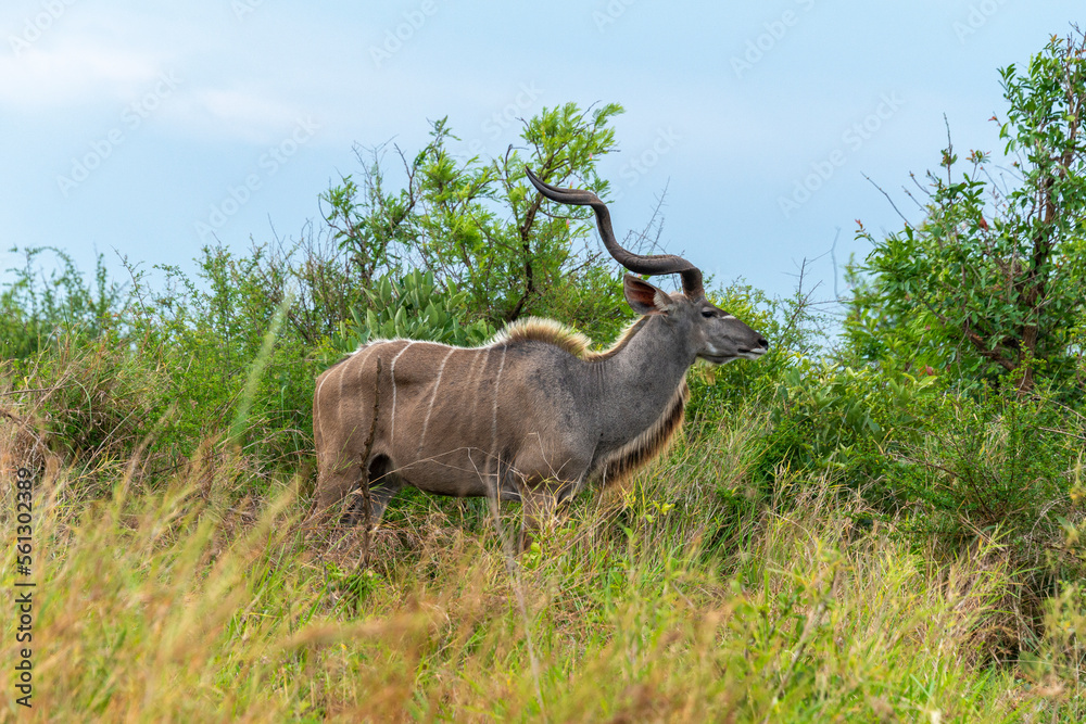 Grand koudou, Tragelaphus strepsiceros, mâle, Parc national Kruger, Afrique du Sud Grand koudou, Tragelaphus strepsiceros, mâle, Parc national Kruger, Afrique du Sud