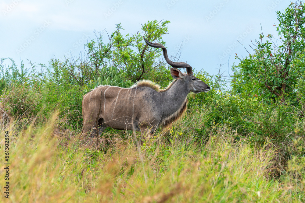 Grand koudou, Tragelaphus strepsiceros, mâle, Parc national Kruger, Afrique du Sud Grand koudou, Tragelaphus strepsiceros, mâle, Parc national Kruger, Afrique du Sud