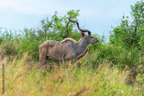 Grand koudou  Tragelaphus strepsiceros  m  le  Parc national Kruger  Afrique du Sud