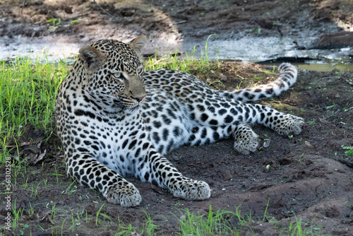 leopard resting on the ground