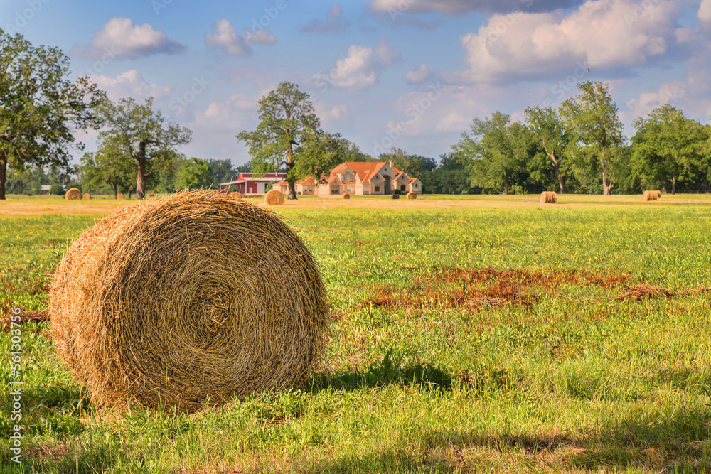 hay bales in the field