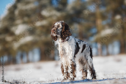 english springer spaniel portrait in the winter . dog outdoors in the snow 