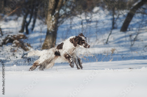english springer spaniel portrait in the winter . dog outdoors in the snow 