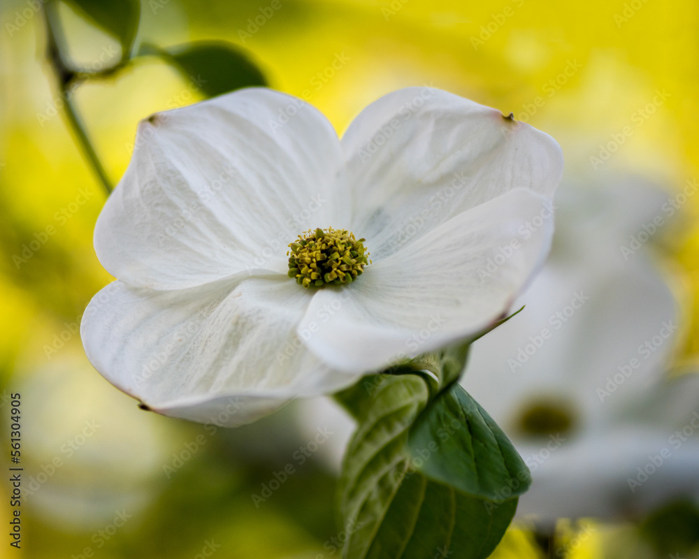 White dogwood flowers (genus Cornus) against yellow backgound with green leaves and yellow and green center, viewed from above- spring concept