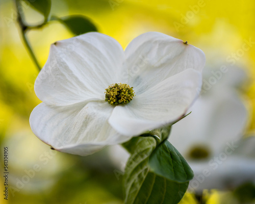 White dogwood flowers  genus Cornus  against yellow backgound with green leaves and yellow and green center  viewed from above- spring concept