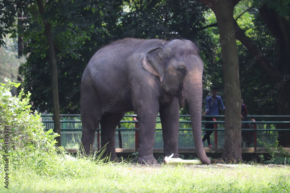 Biggest elephent is walking in the zoo f Bengal