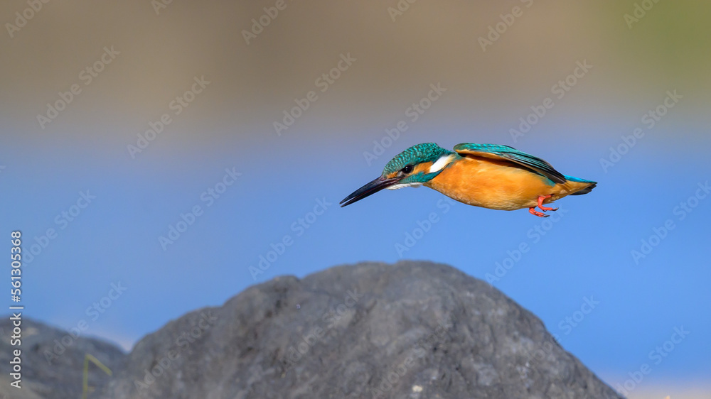 Obraz premium Common Kingfisher dive