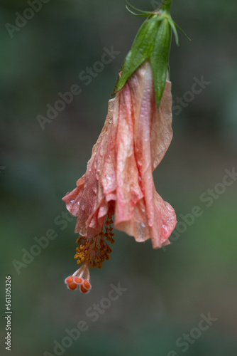 Wilted Hibiscus flower, orange color to pink, viewed from the side, highlighting the stamen and pistils of the reproductive  structures, rosa-sinensis, with water drops photo