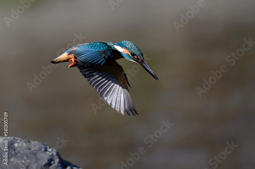 Common Kingfisher hovering