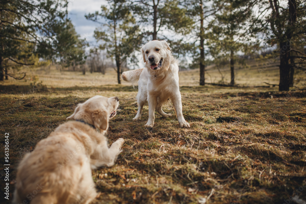 golden retriever in the field. dog outdoors in autumn golden retriever in the field. dog outdoors in autumn
