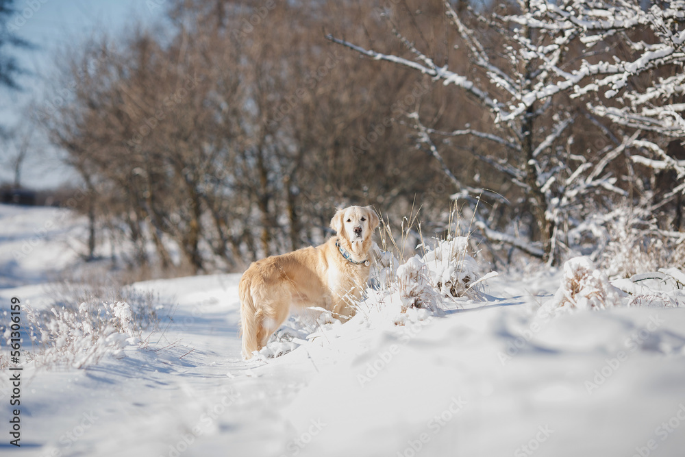 golden retriever dog in the snow. dog in winter golden retriever dog in the snow. dog in winter