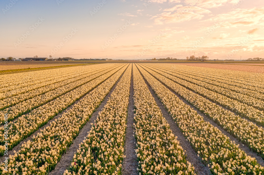 Field of yellow hyacinths in The Netherlands during spring at sunset.