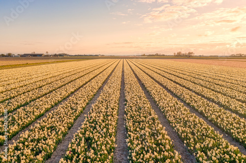 Field of yellow hyacinths in The Netherlands during spring at sunset. photo