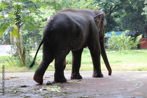 Giant elephent is locked with chain at the national zoo of Bangladesh