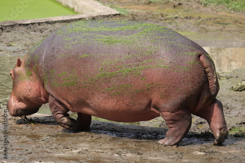 Giant hippopotomus in the national zoo of Bangladesh