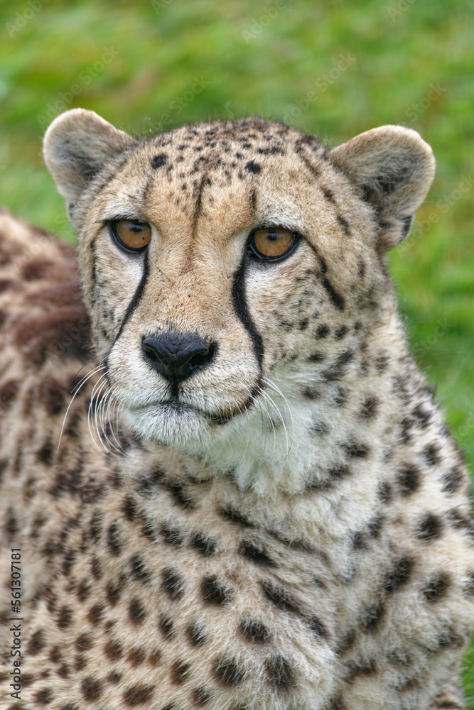Cheetah Cheetah
