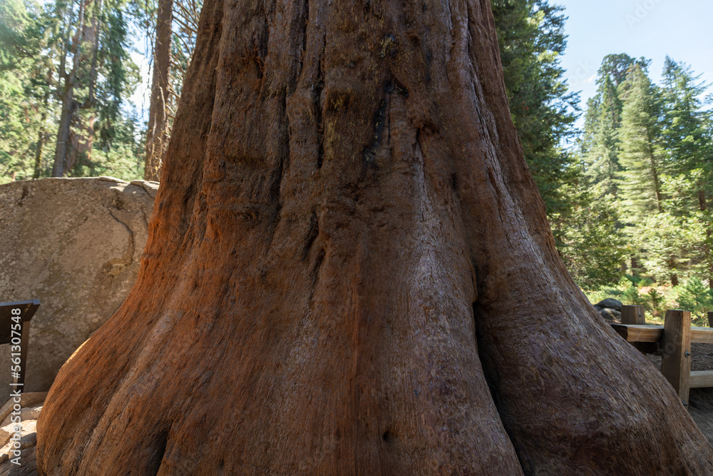 Mammutbäume im Sequoia National Park, USA Mammutbäume im Sequoia National Park, USA