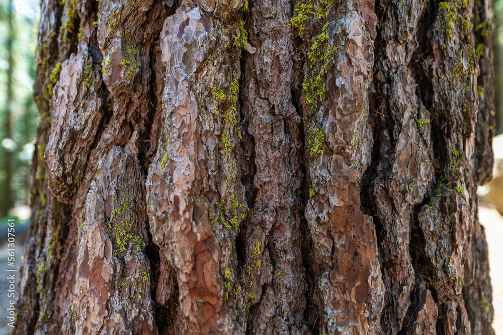 Rinde Mammutbäume im Sequoia National Park, USA