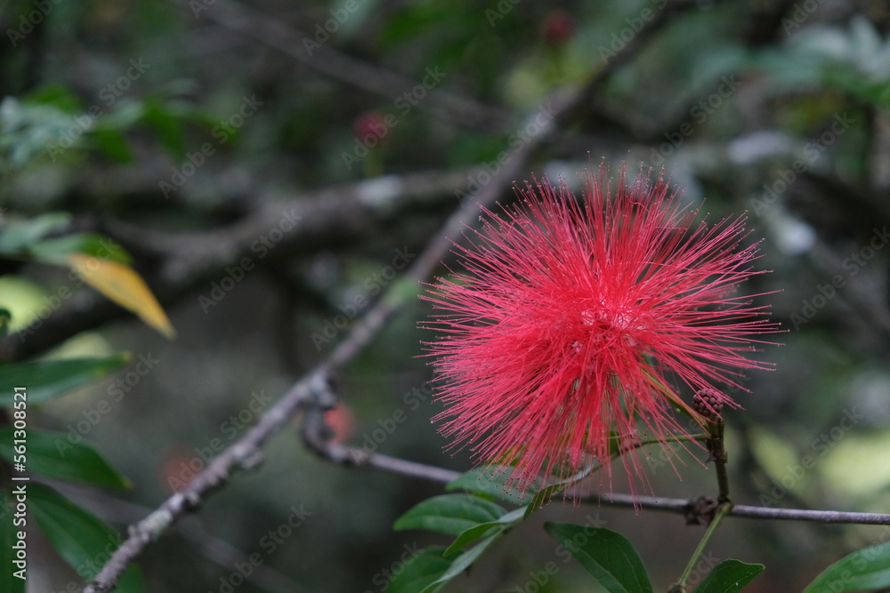 Red flower Latina name is Calliandra tergemina. Flower in Jardin Botanico Medellin. Red flower Latina name is Calliandra tergemina. Flower in Jardin Botanico Medellin.